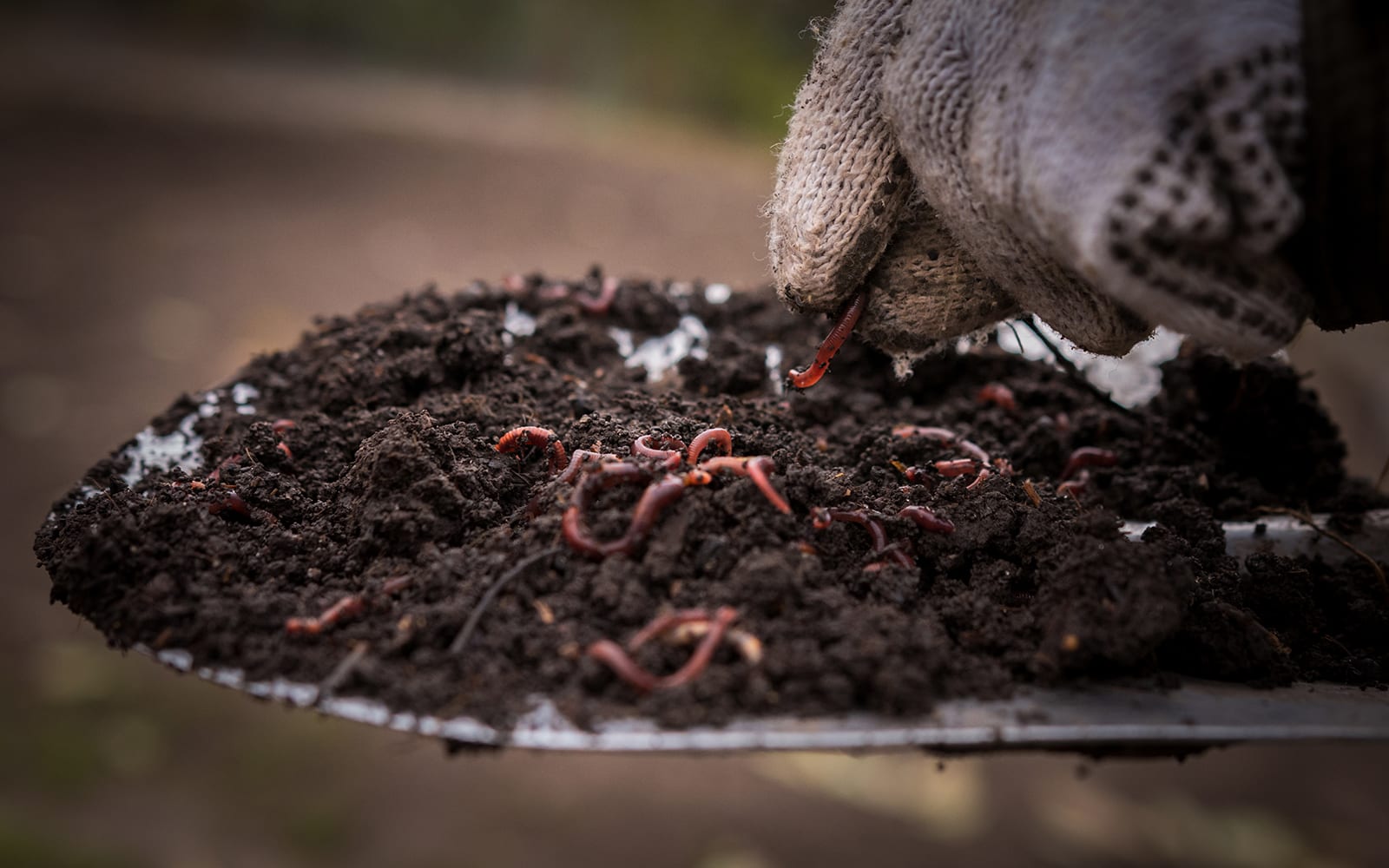 Benefits of Worms in Soil Health – Worm Ladies